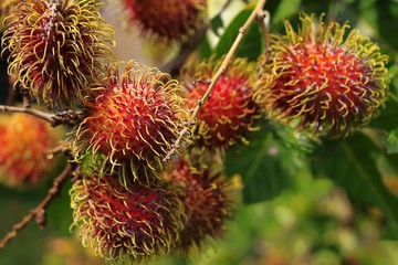 Rambutan fruit (Nephelium lappaceum)