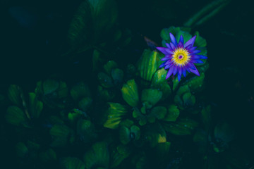Fototapeta na wymiar Lotus flower and dark background.