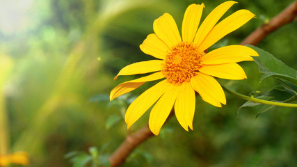 Mexican sunflower or Tithonia diversifolia known as the tree marigold