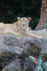 Naklejka na ściany i meble lion in zoo
