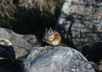 Litthe Squirrels eating and exploring around.