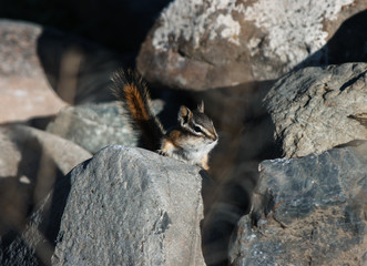 Litthe Squirrels eating and exploring around.