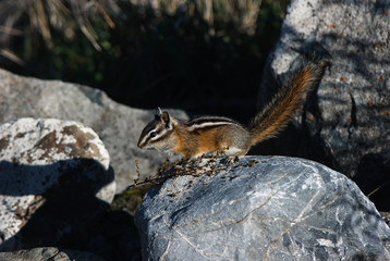 Litthe Squirrels eating and exploring around.