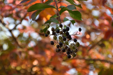 サルスベリの実