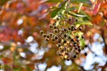 サルスベリの実