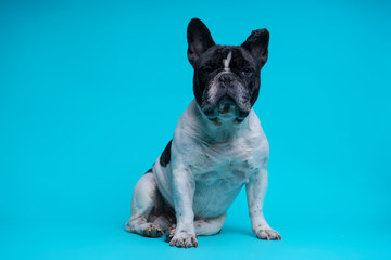 Beautiful French Bulldog sitting looking at camera on blue background. Space for text