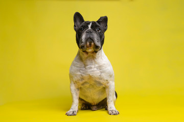 Beautiful French Bulldog sitting looking at camera intently on yellow background. Space for text