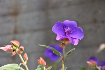 シコンノボタン