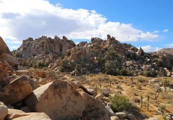 Joshua Tree - Joshua Tree National Park 