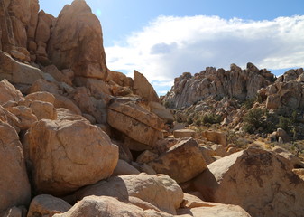 Joshua Tree - Joshua Tree National Park 