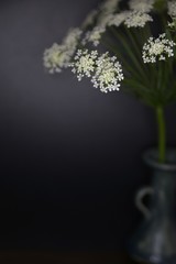 white flower in a pot