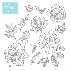 Hand Drawn Botanical Flowers. Set of plant elements. Vector Collection of Illustrations