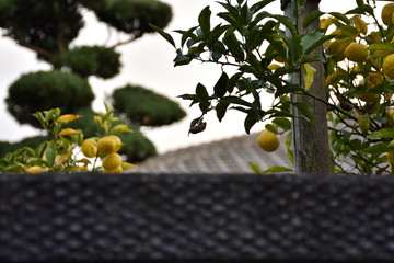 ゆずとセミの抜け殻