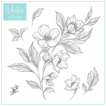 Hand Drawn Botanical Flowers. Vector Collection of Illustrations