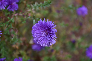 クジャクアスター