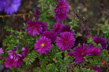 クジャクアスター