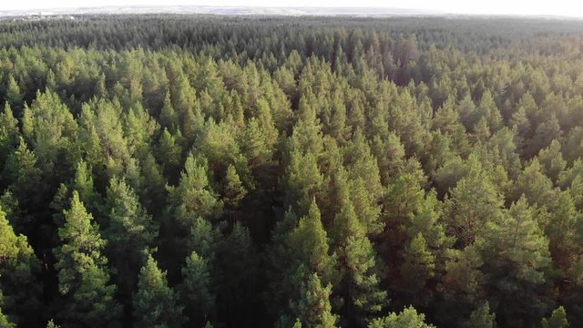 Flight over pine forest in summer