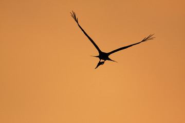 The black kite with a pray on flight on sunset
