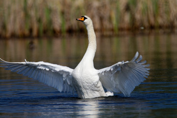 The mute swan nuptial display, Crna Mlaka