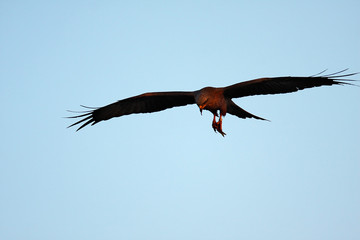 The black kite with a pray on flight on sunset