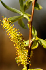 White willow flower, male catkin
