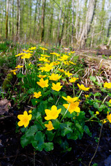 Crna Mlaka,wetland,fishpond,Croatia,flooded forest,forest,Caltha palustris,marsh-marigold,waterlogged,mud,marsh,water,biodiversity,warm,ramsar,Hrvatska,freshwater,natural,inland,lowland,slow,muddy,mur