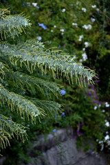 ギンヨウアカシア