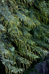 ギンヨウアカシア