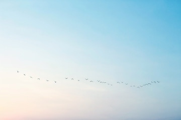Birds flying on the sky.
