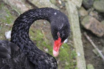 A black swan swims on a pond