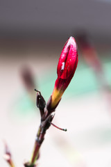 Wet Oleanderbud  Blossom in Winter
