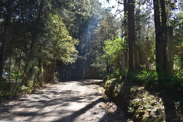 CARRETERA DE ARBOLES
