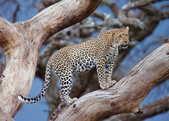 Fototapeta premium leopard in tree Afirican