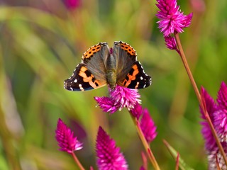 ケイトウの花の蜜を吸うアカタテハ