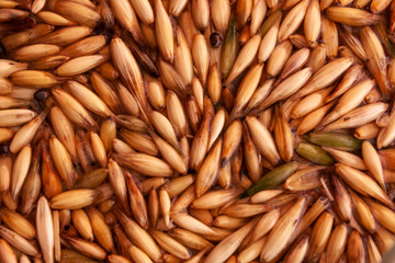 Close-up of oat seeds