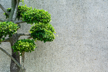 Green tree and concrete background of the wall.
