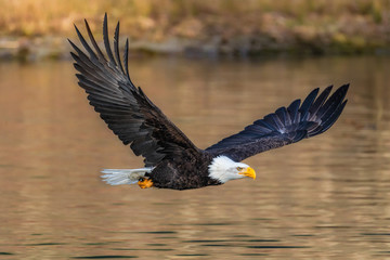 Eagle Soaring