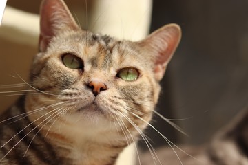 グリーンアイが美しい猫アメリカンショートヘアー
