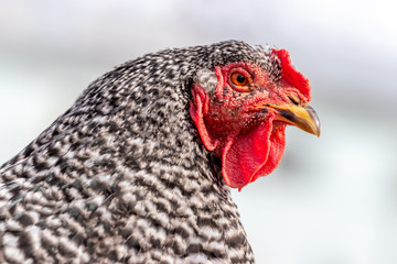 A close up of an adult (plymouth barred rock) hen chicken on a farm.