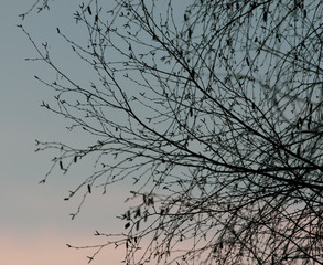 Tree branches on a sunset background