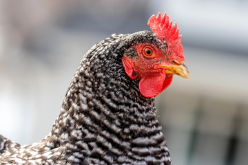 A close up of an adult (plymouth barred rock) hen chicken on a farm.