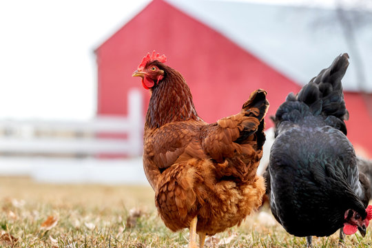 A Rhode Island Red hen chicken on a farm.