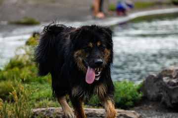 pretty black long haired dog similar to Malamute Bernese German Shepherd running with his tongue out on of a river in British Columbia