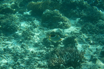 Tropical fish swims in the water of the Pacific Ocean near the Fiji Islands
