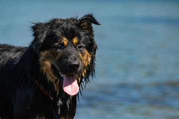close up of dog breed similar to the australian shepherd watching the master while taking the picture with blurred lake background