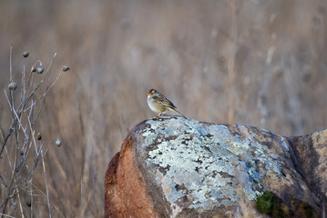 Birds enjoying a sunny morning on a rock