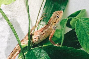 Oriental Garden Lizard (Calotes versicolor) on the leaves. Found widely in Asian countries....