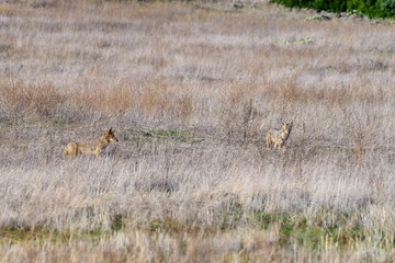 Coyote in a field hunting prey