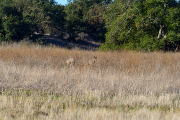 Obraz na płótnie Canvas Coyote in a field hunting prey