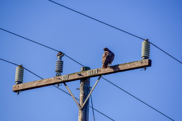 Large Red tailed hawk on a power pole